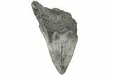 Partial Megalodon Tooth #194047-1